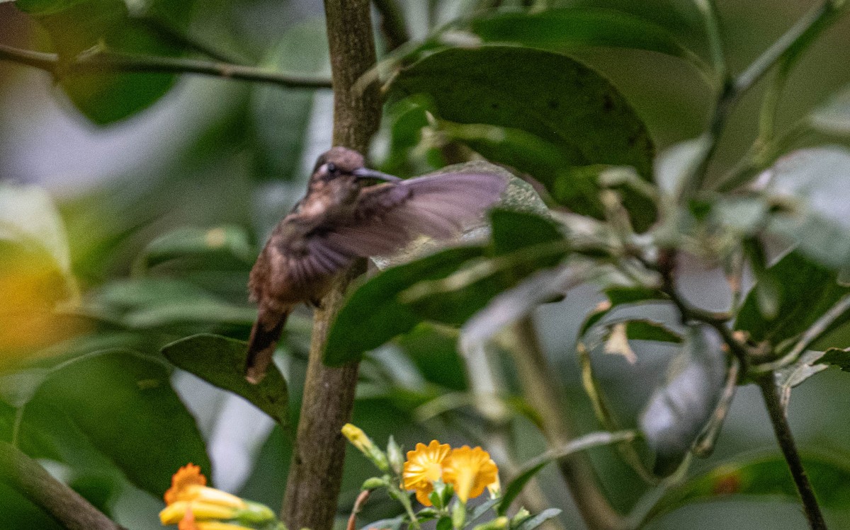 Santa Marta Blossomcrown - ML650461910