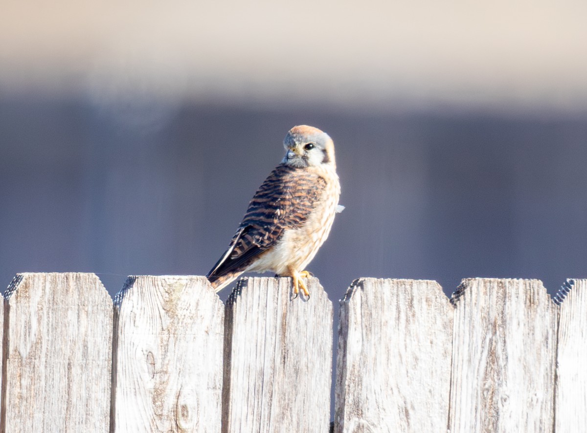 American Kestrel - ML650462054