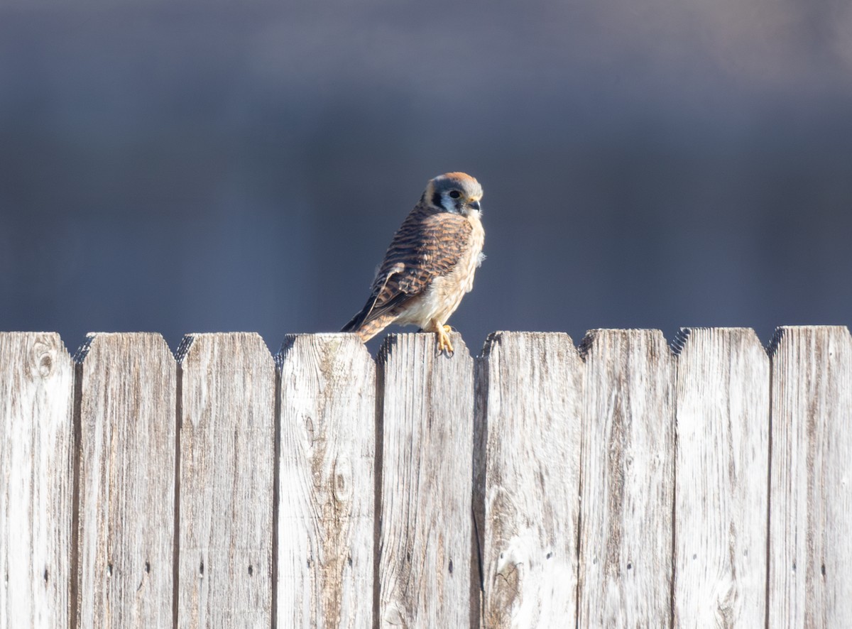 American Kestrel - ML650462055
