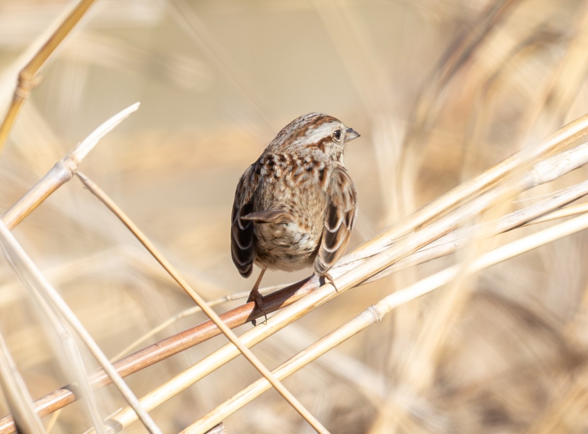 Song Sparrow - ML650462062