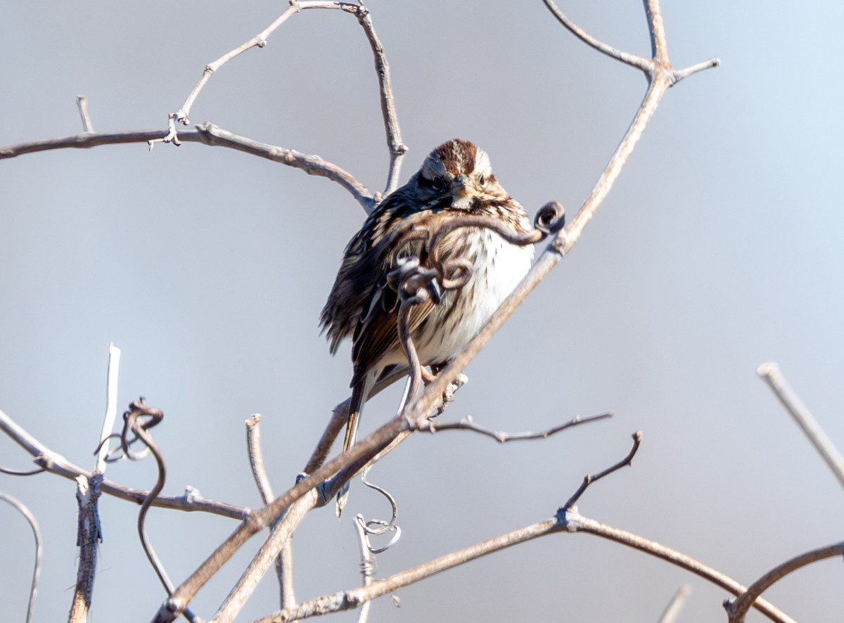 Song Sparrow - ML650462070