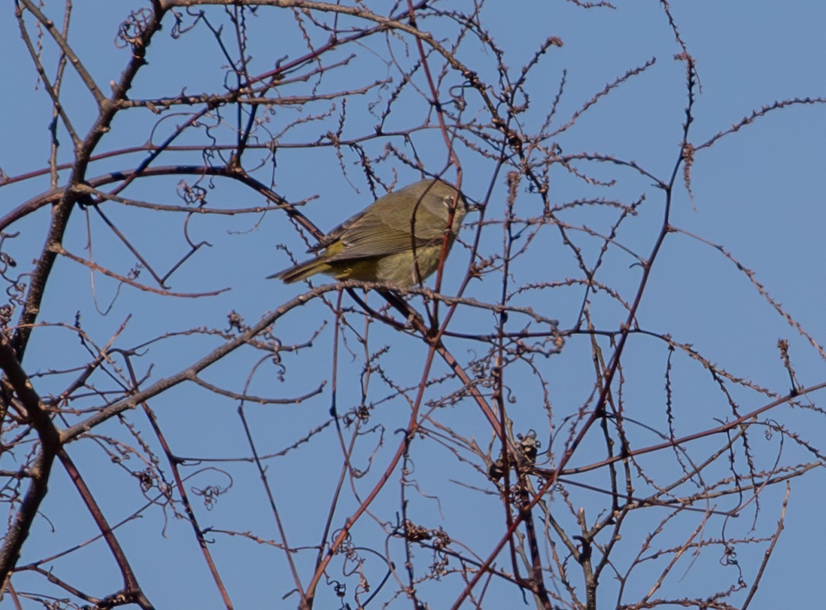 Orange-crowned Warbler - ML650462138
