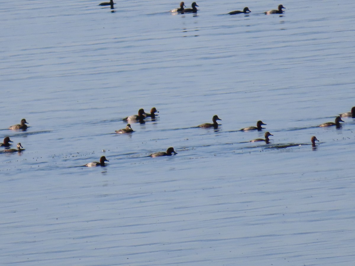 Redhead - ML650462139