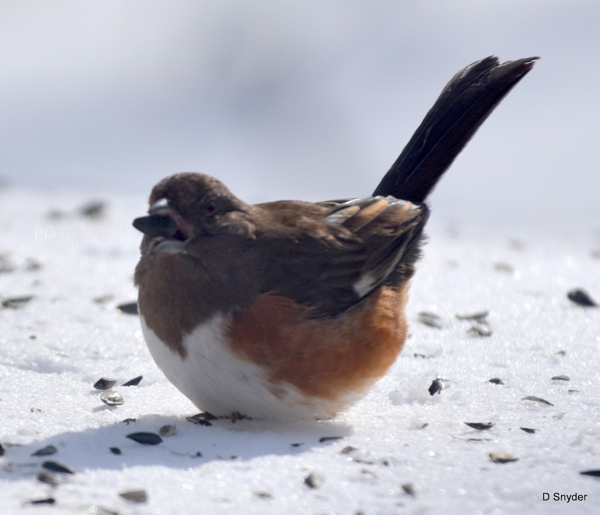 Красноглазый тохи - ML650462144