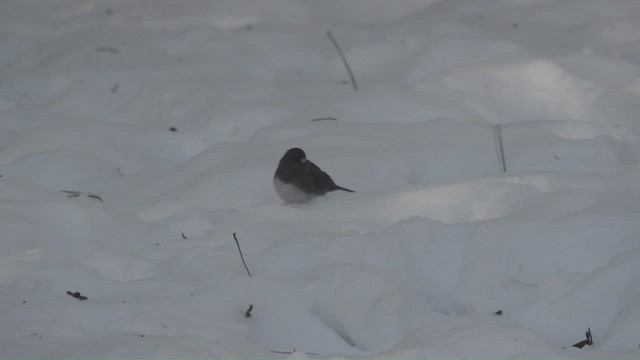 Junco Ojioscuro - ML650462148