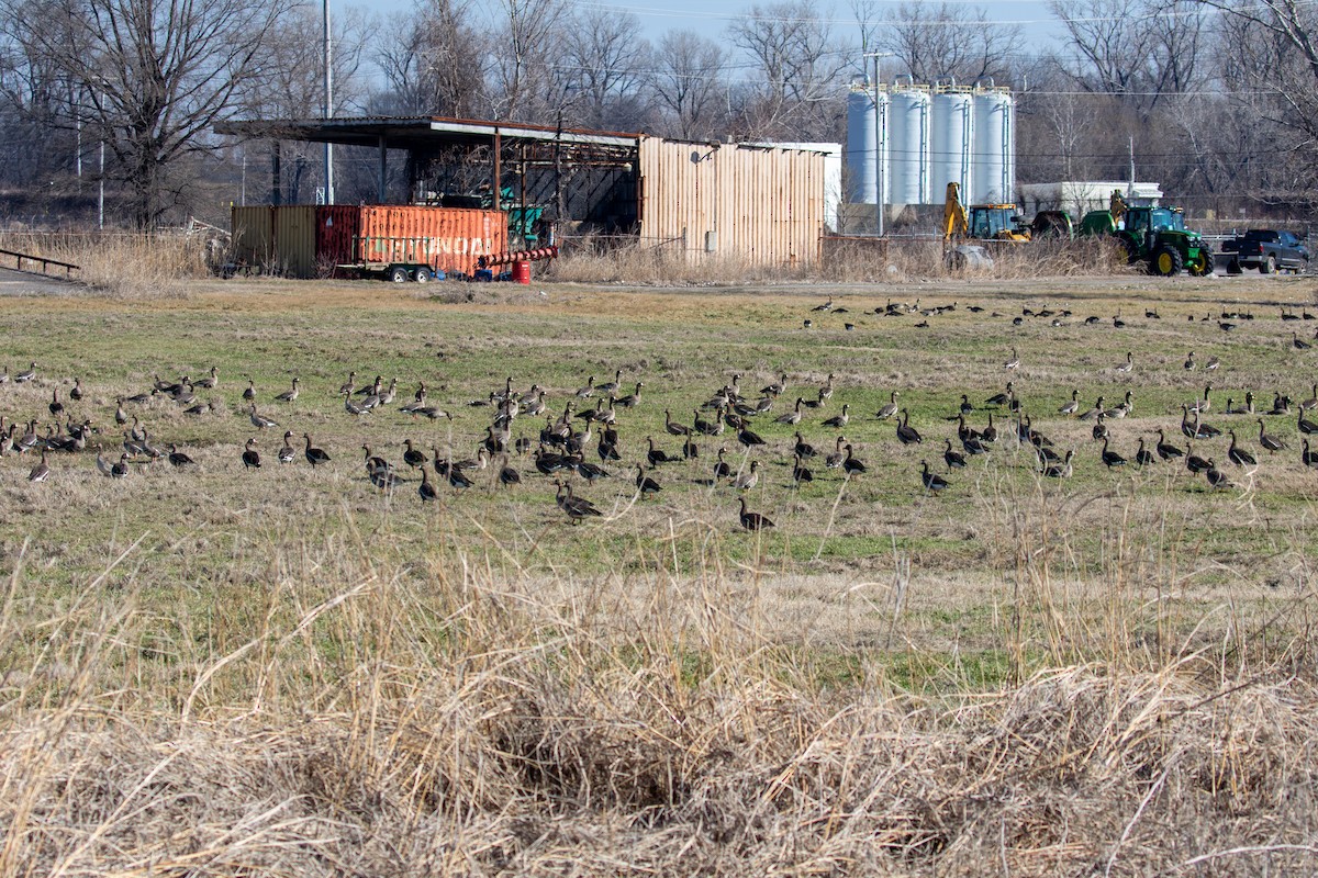 Greater White-fronted Goose - ML650462149