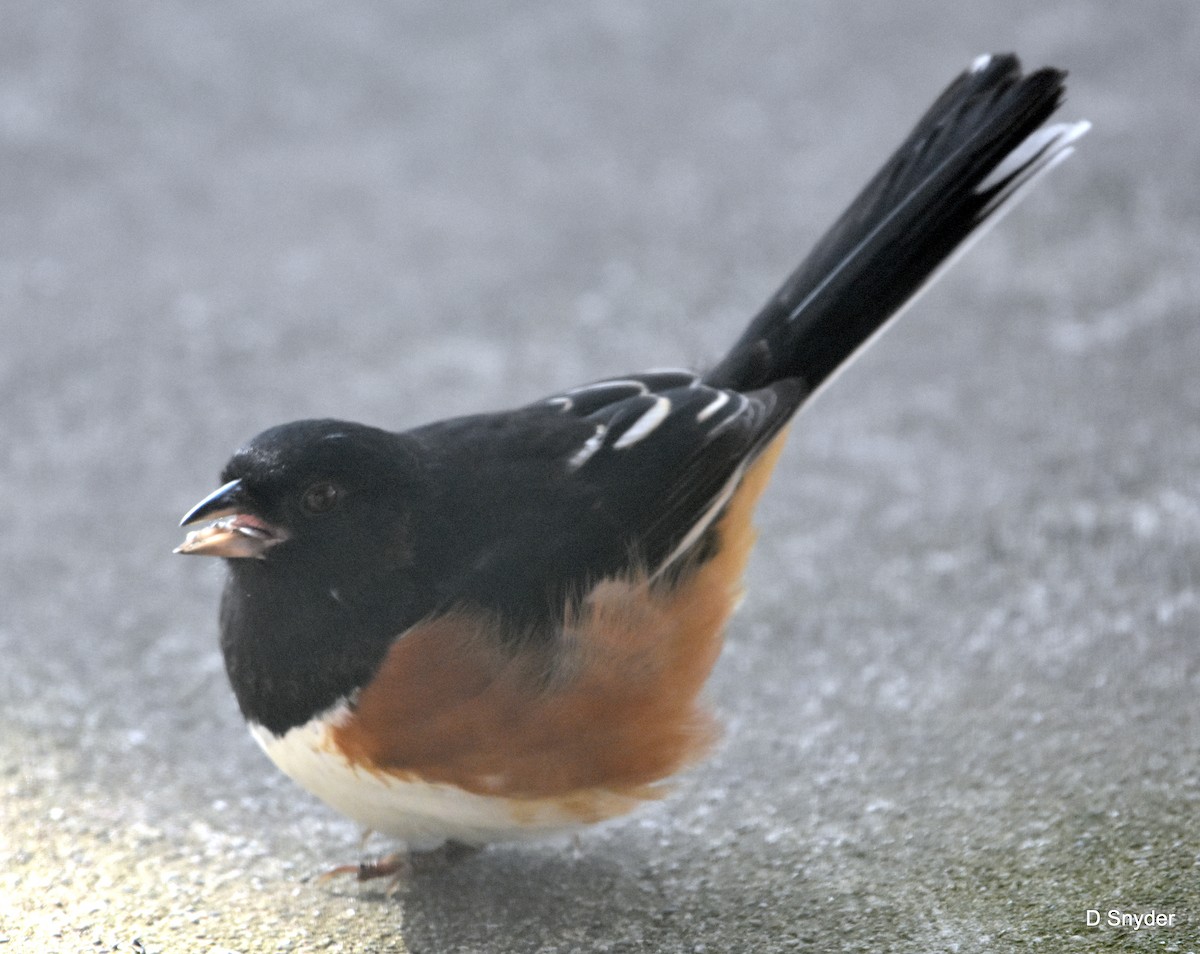 Красноглазый тохи - ML650462158