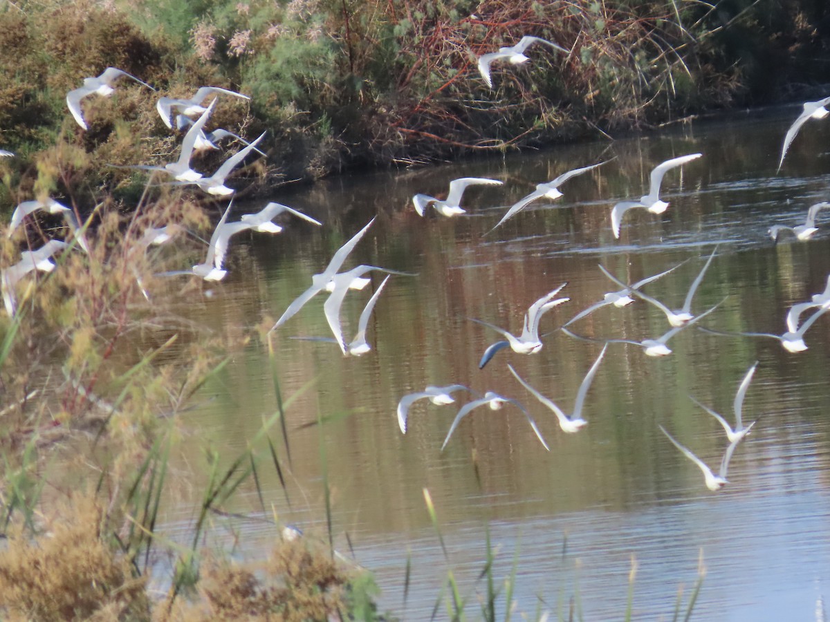 Bonaparte's Gull - ML650462188