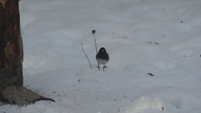 Junco Ojioscuro - ML650462197