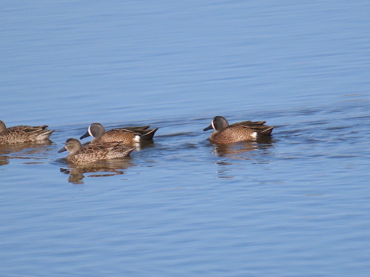 Blue-winged Teal - ML650462204