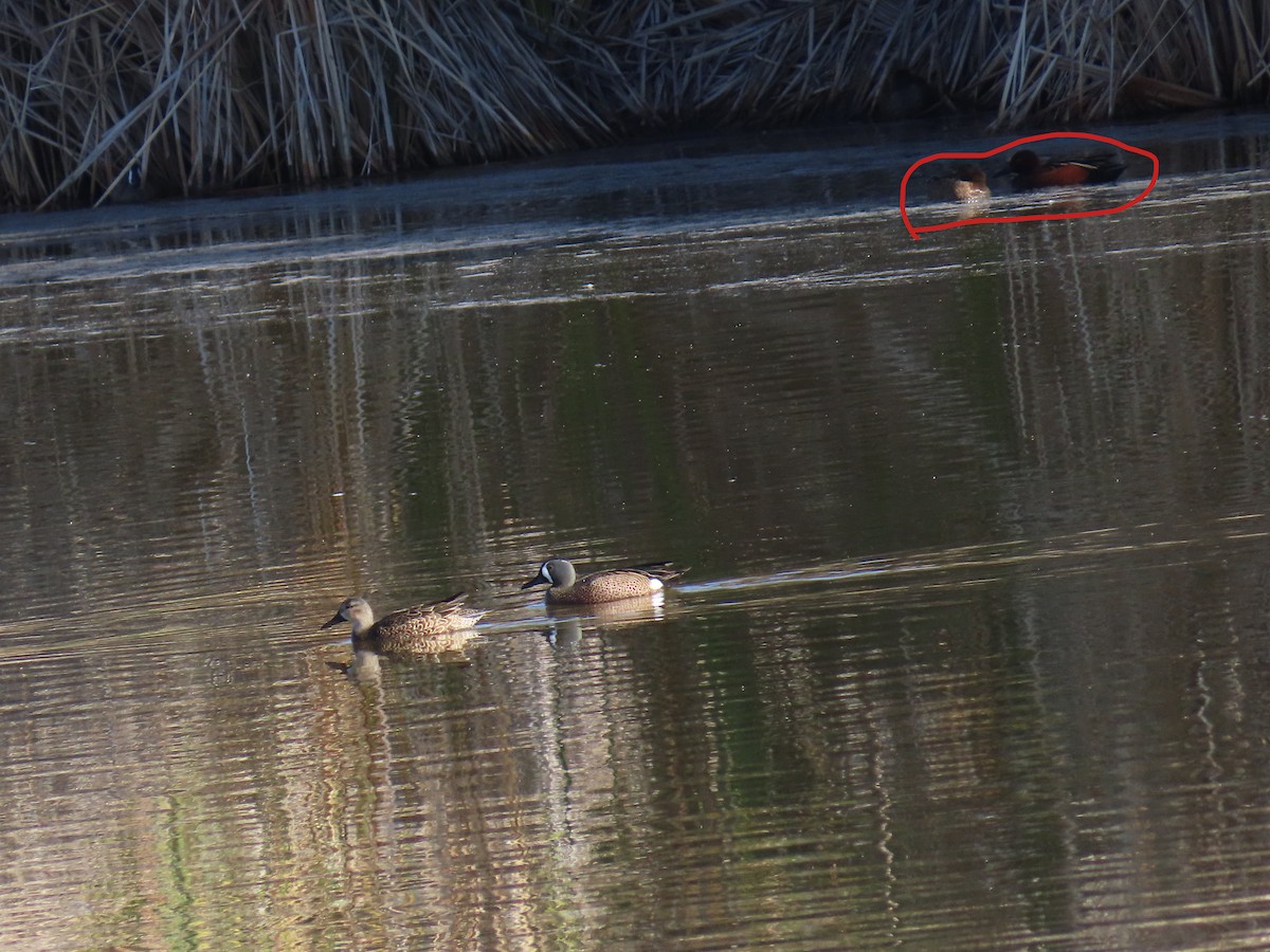 Cinnamon Teal - ML650462254