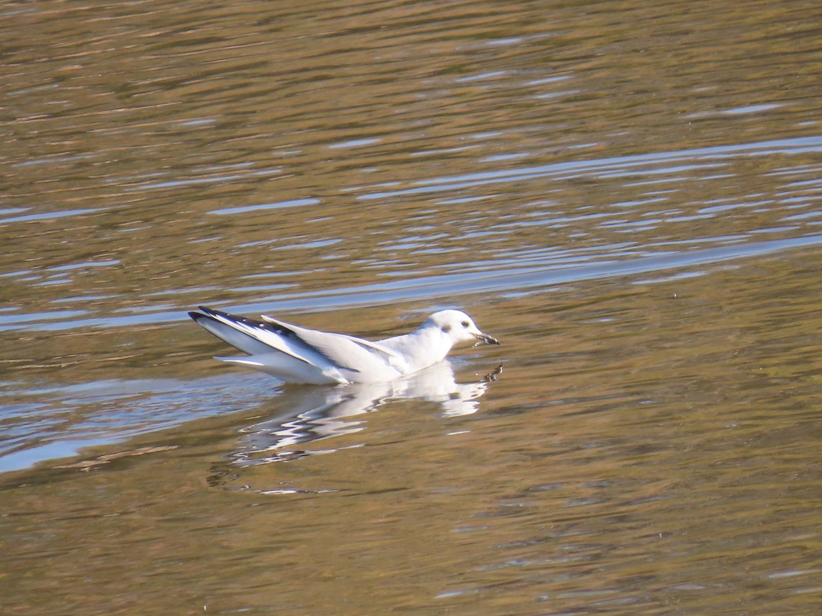 Bonaparte's Gull - ML650462280