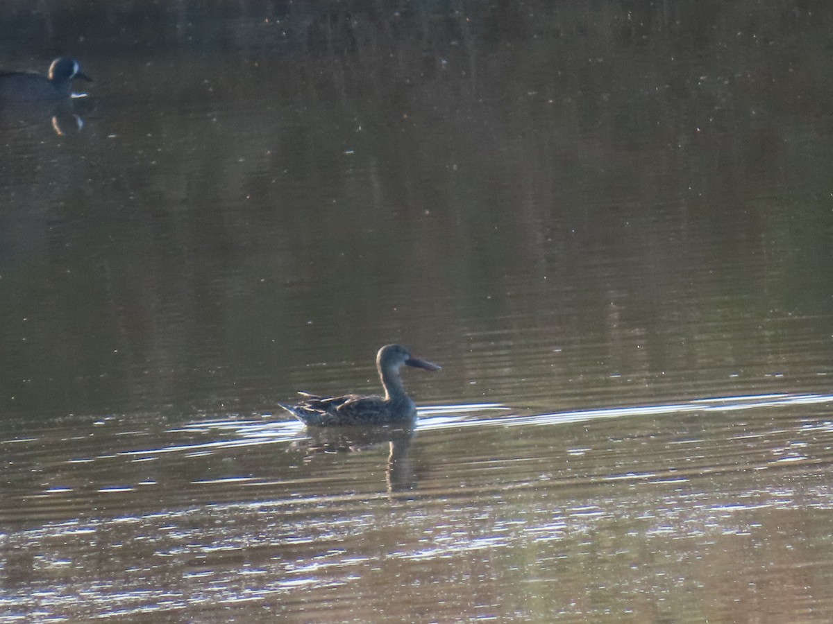 琵嘴鴨 - ML650462351