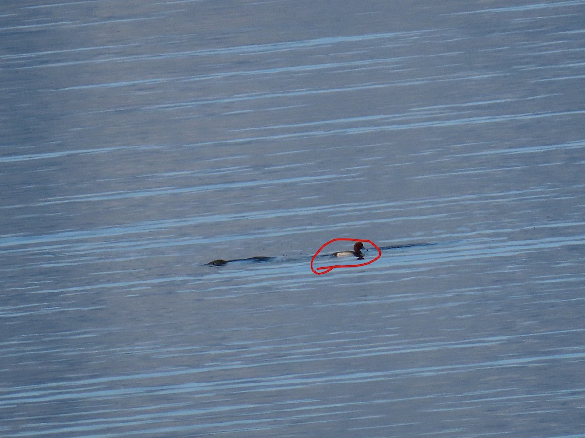 Redhead - ML650462399