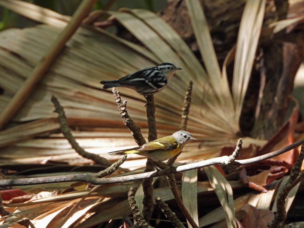 Горихвостковая древесница - ML650462442