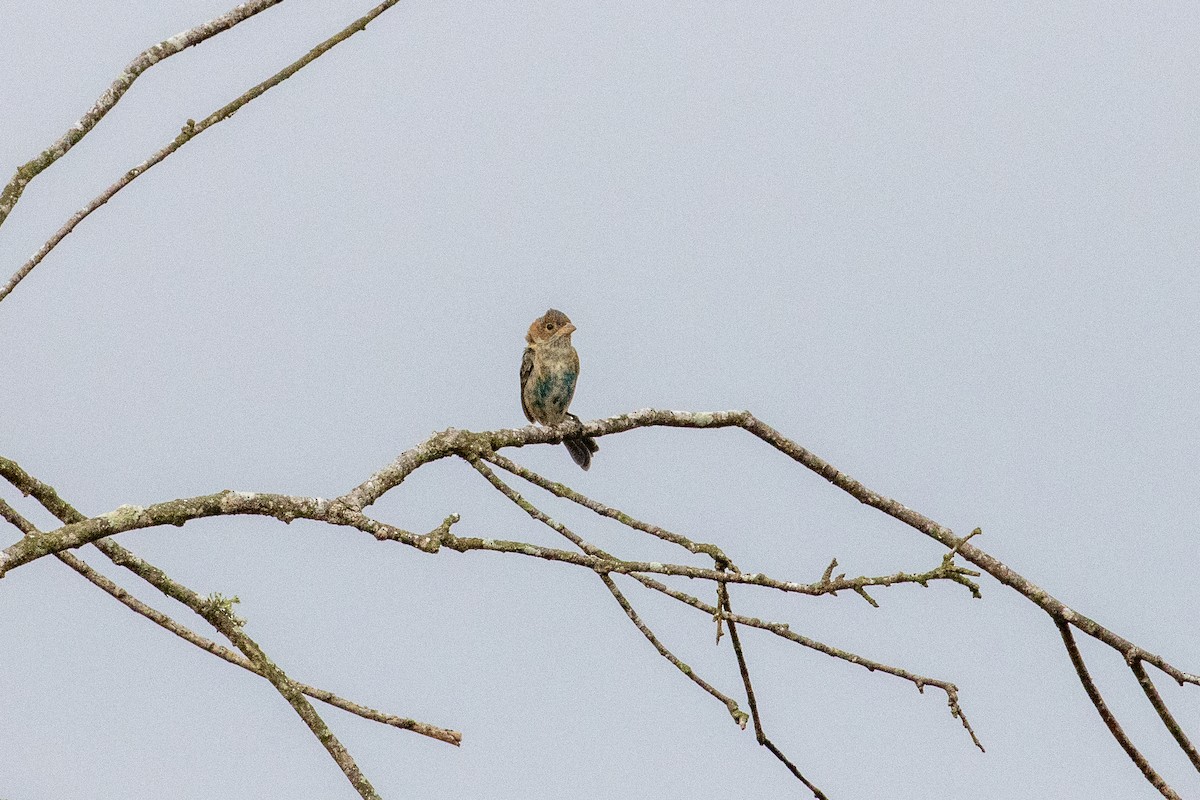 Azulillo Índigo - ML650462475