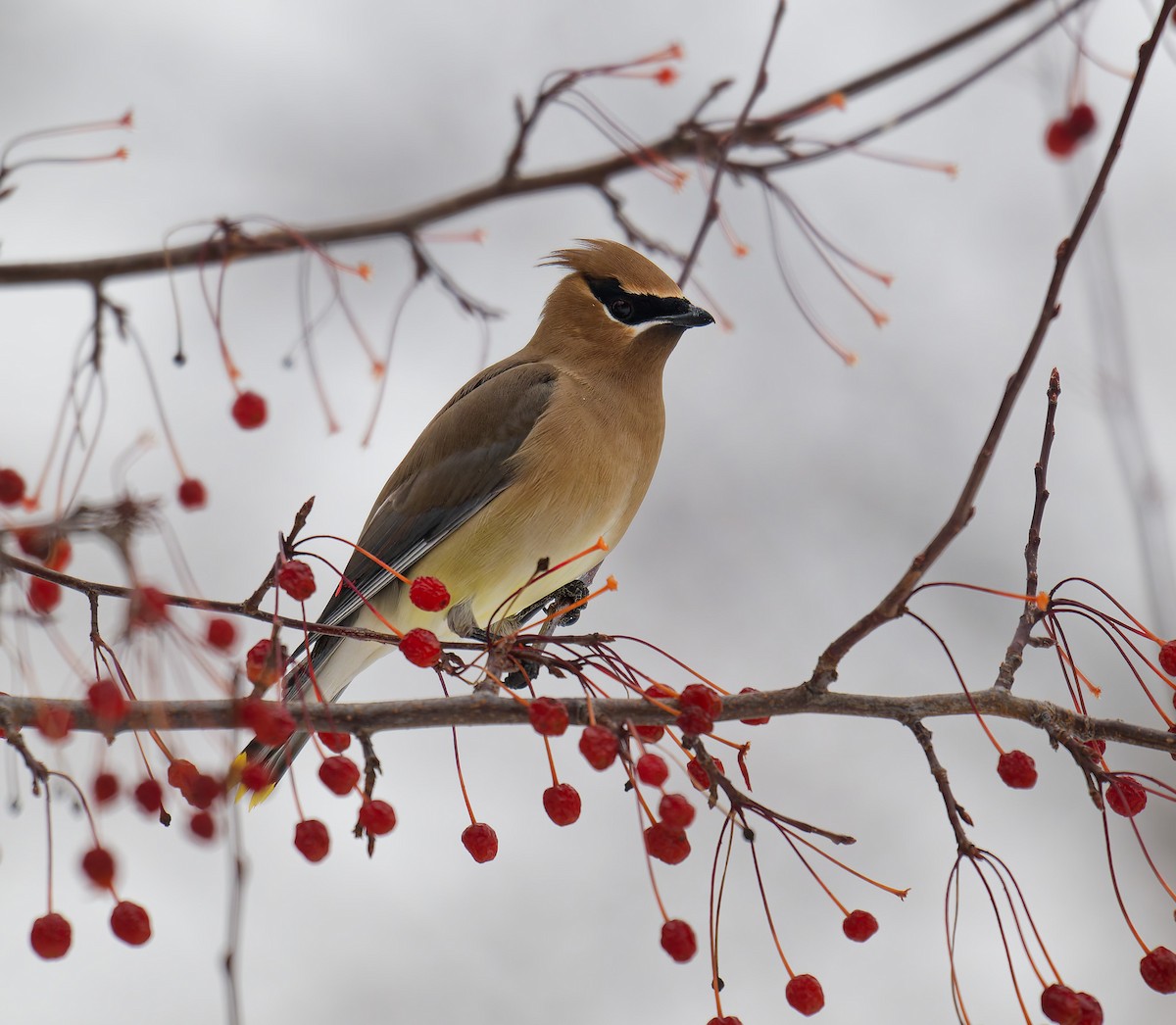 Sedir İpekkuyruğu - ML650462527