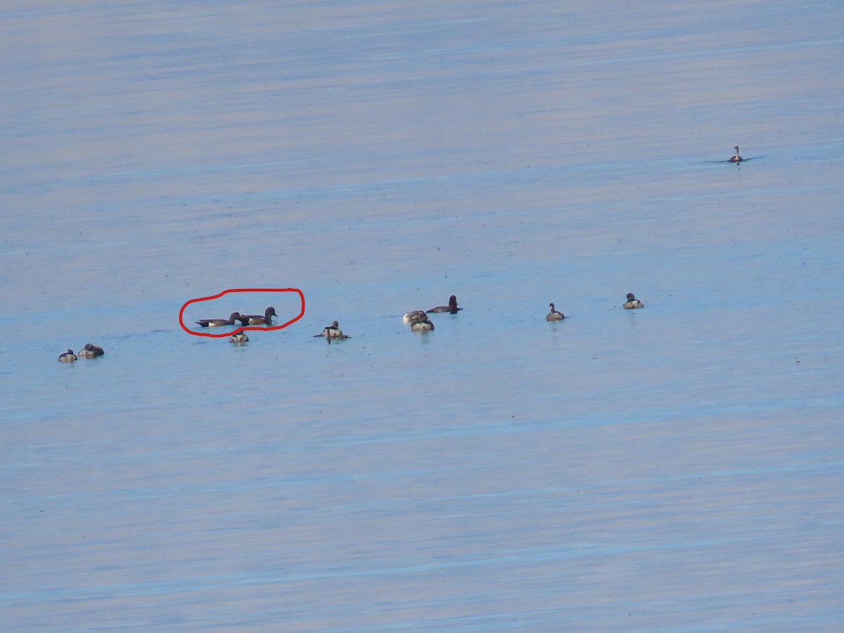 葡萄胸鴨 - ML650462615