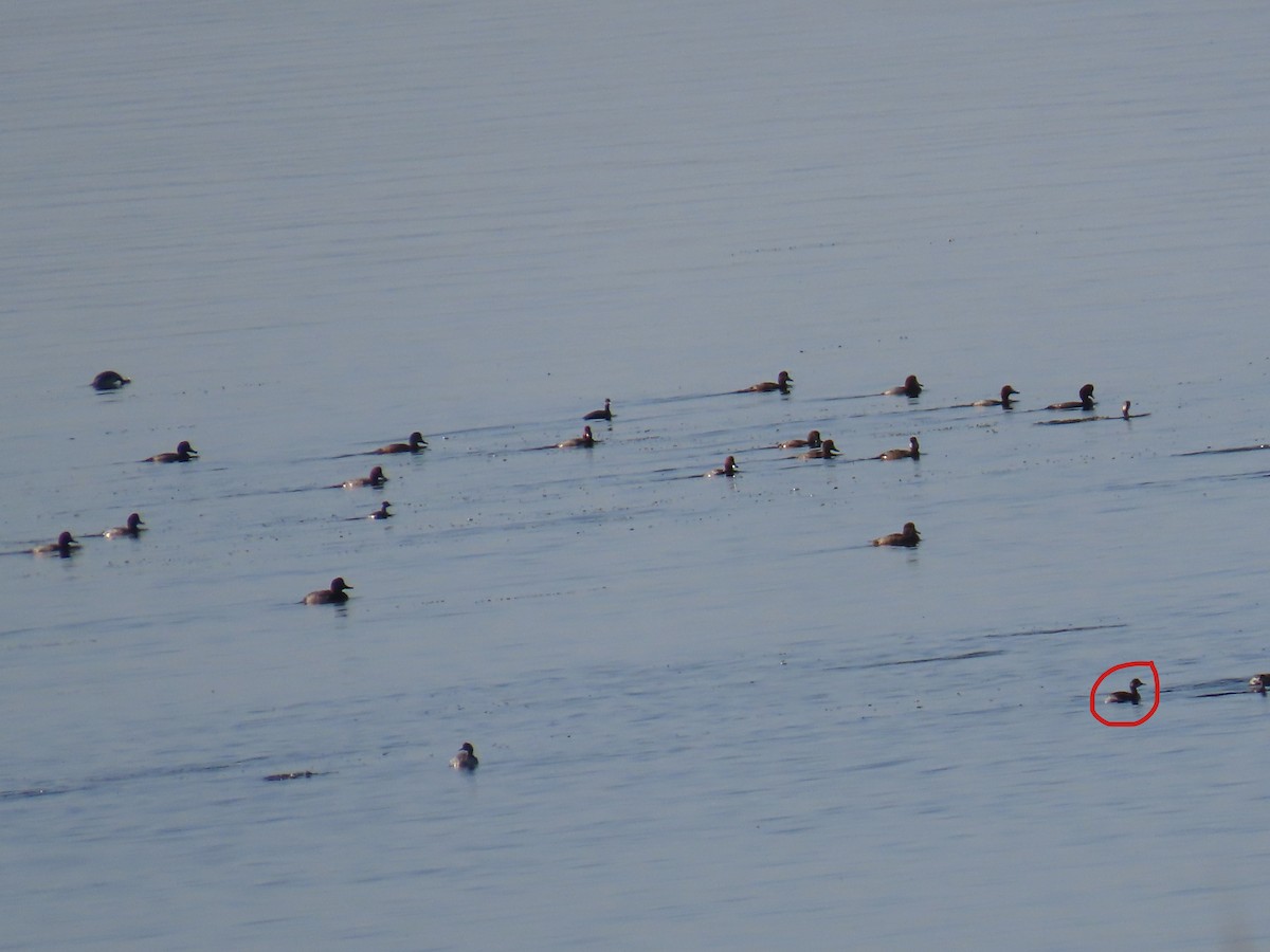 黑頸鸊鷉 - ML650462687