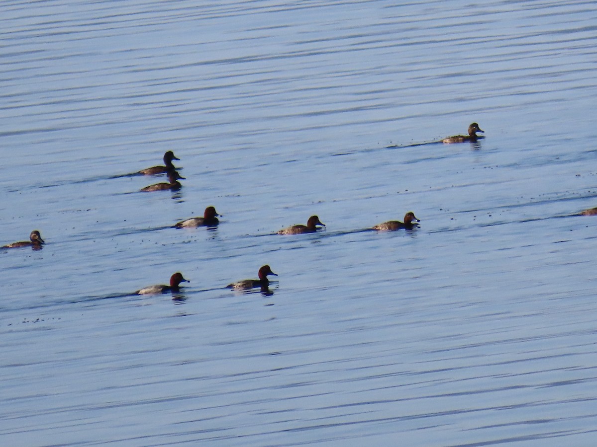 Redhead - ML650462713