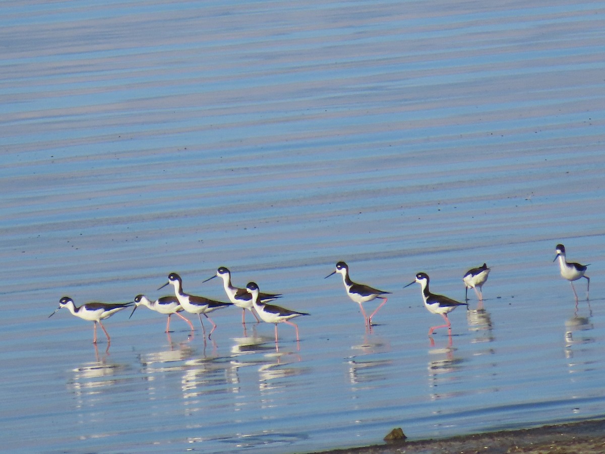 Black-necked Stilt - ML650462737