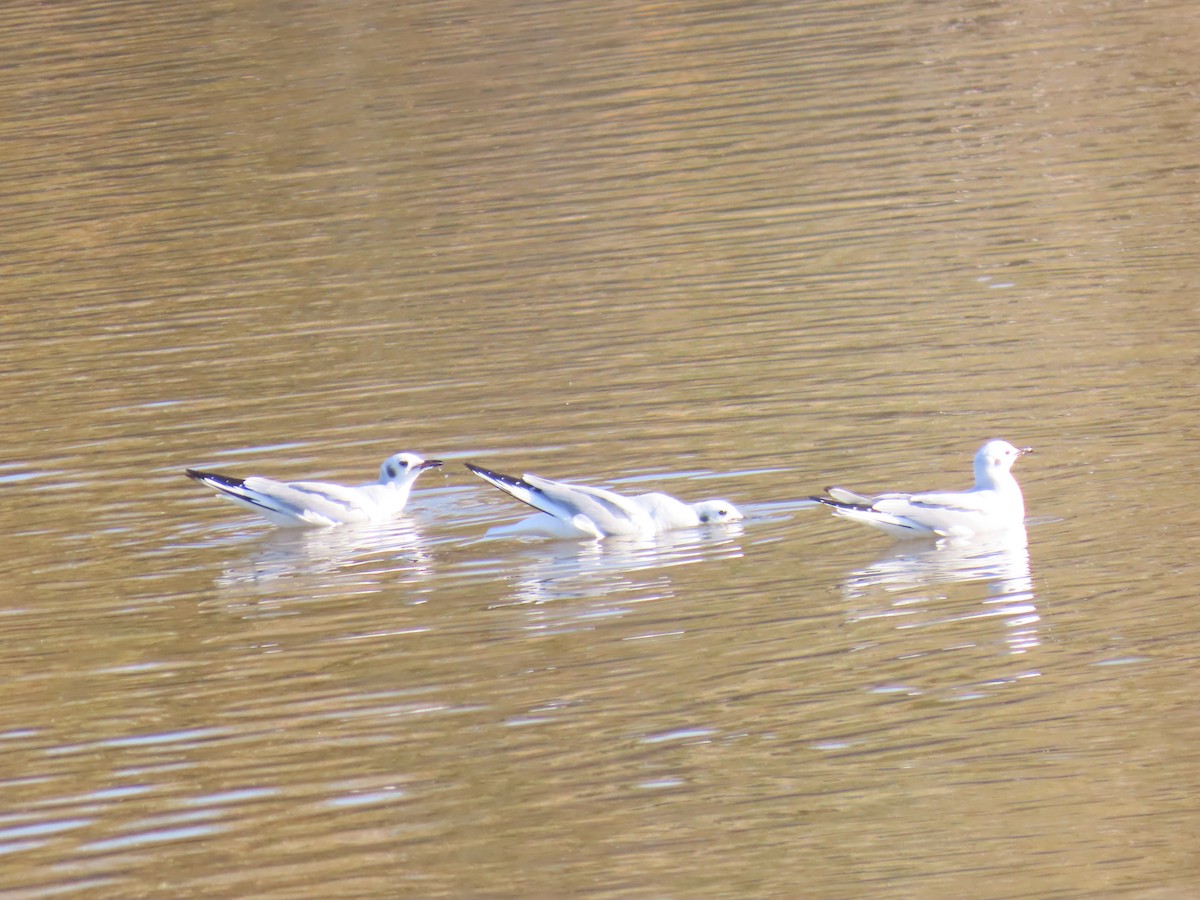 Bonaparte's Gull - ML650462805