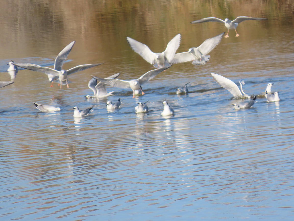 Bonaparte's Gull - ML650462854