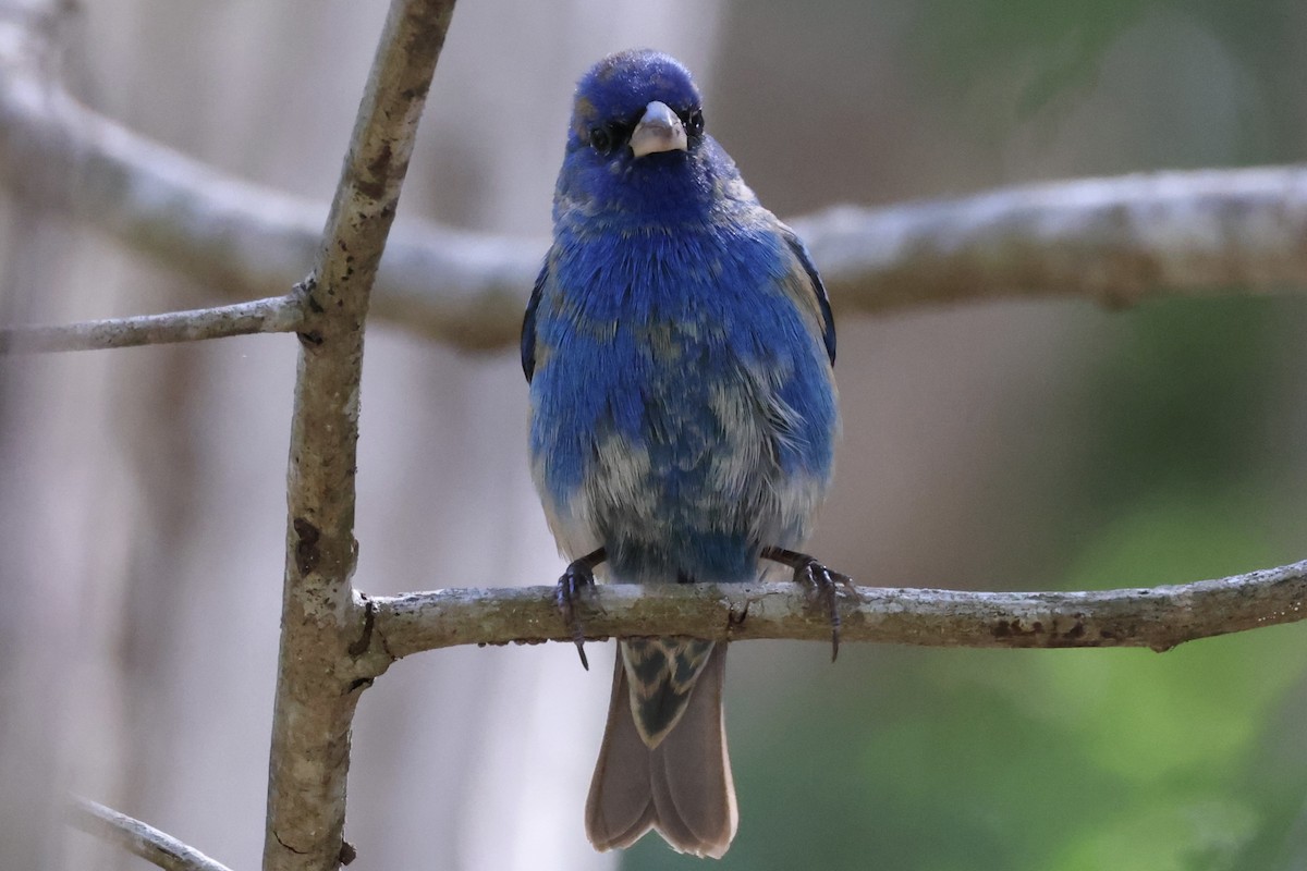 Azulillo Índigo - ML650462887