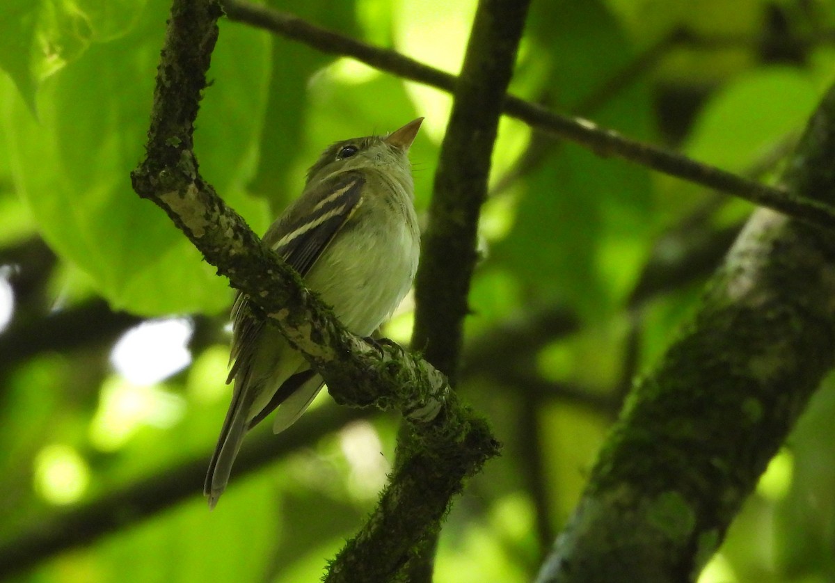 Acadian Flycatcher - ML650462902
