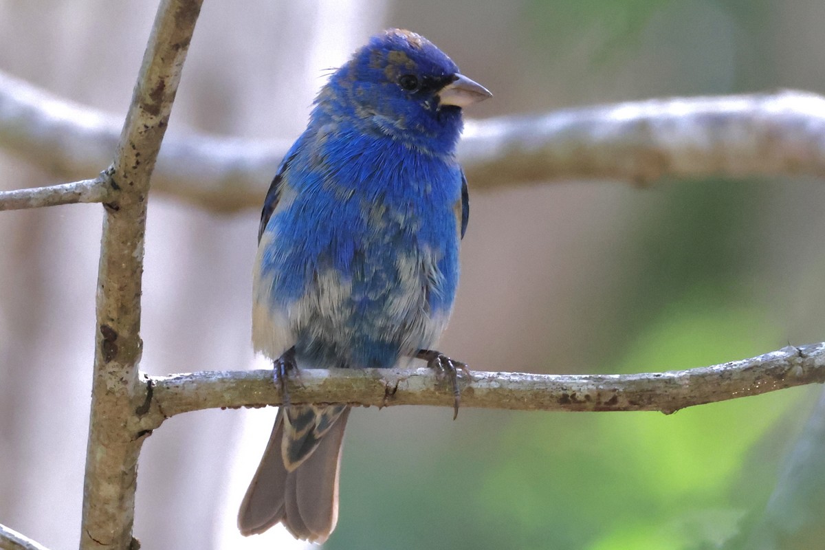 Azulillo Índigo - ML650462905