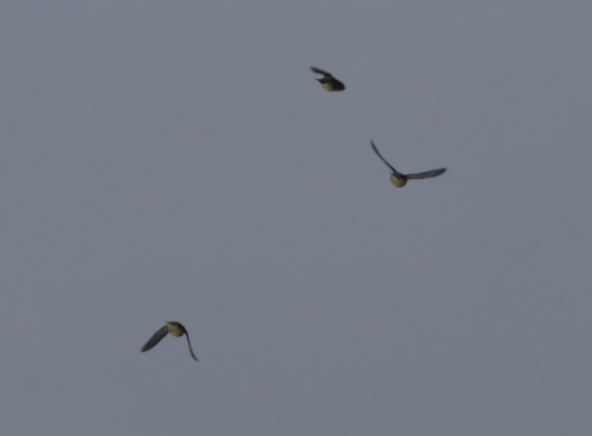 Sedir İpekkuyruğu - ML650462992