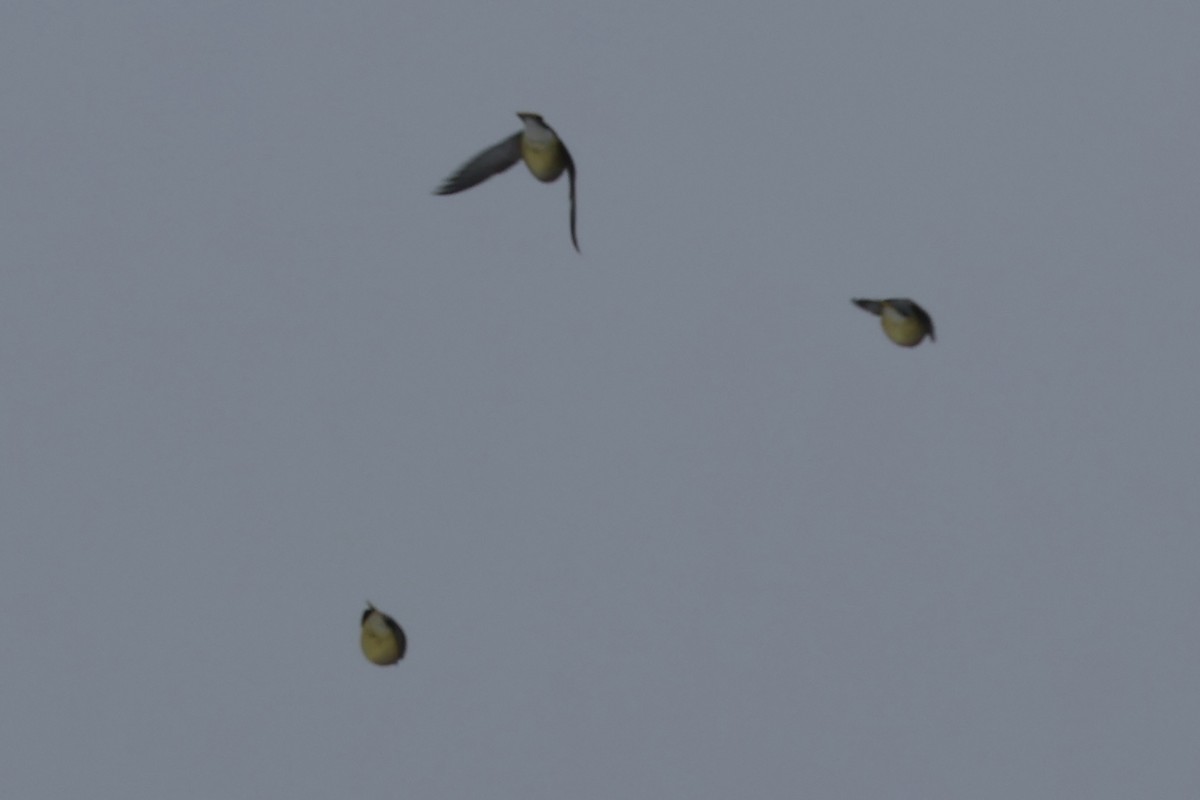 Sedir İpekkuyruğu - ML650462993