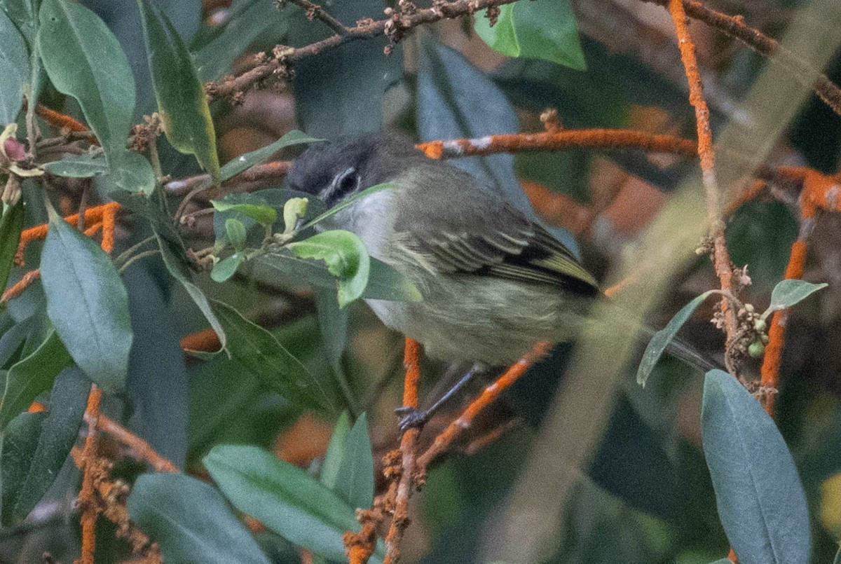 Spectacled Tyrannulet - ML650463161