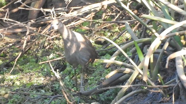 Багновик молуцький - ML650463255