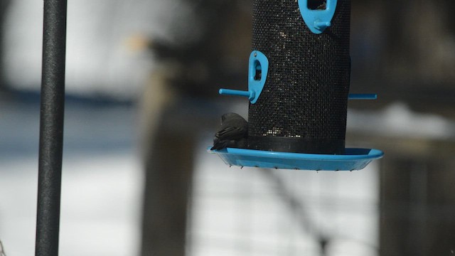 Camachuelo Mexicano - ML650463525