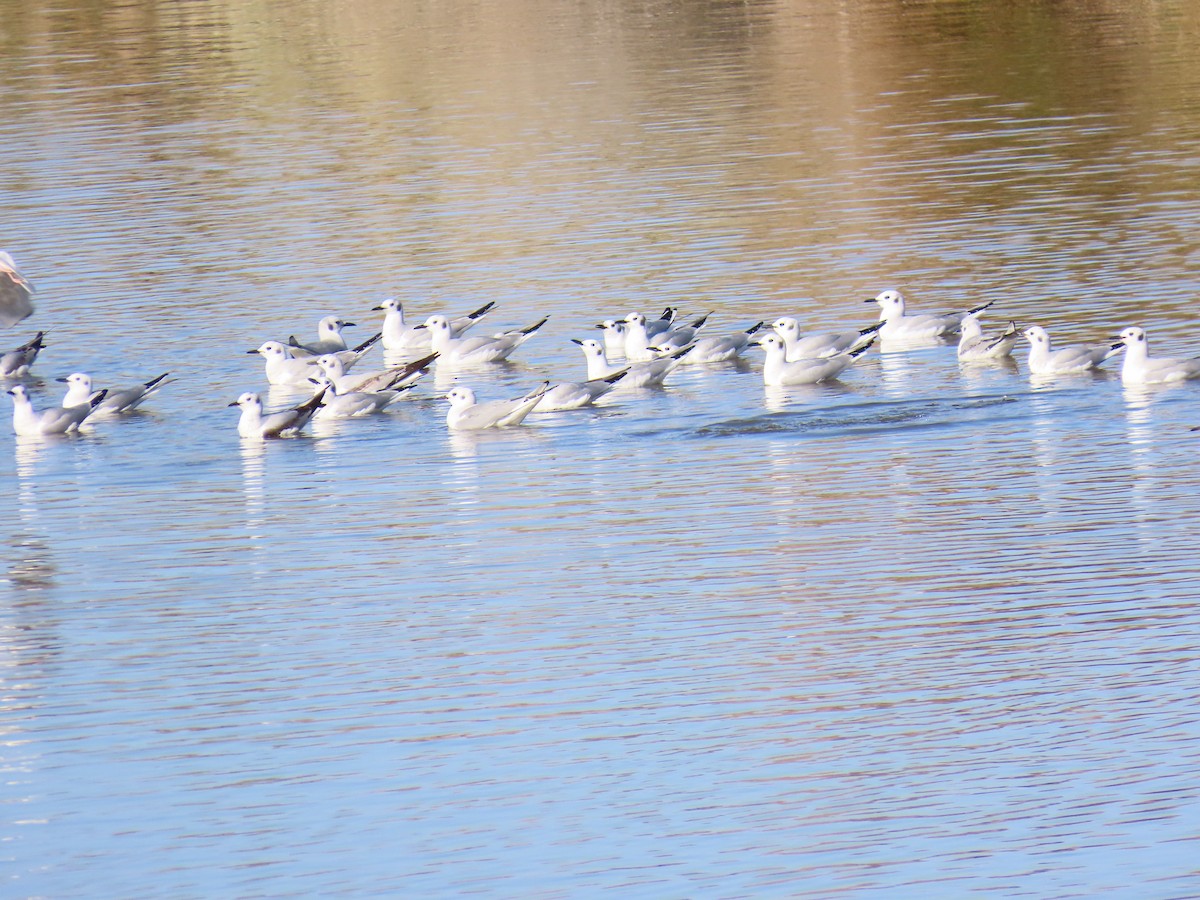 Bonaparte's Gull - ML650463605