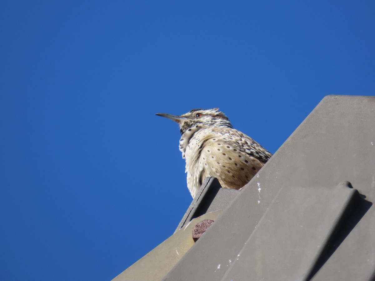 Cactus Wren - ML650463618