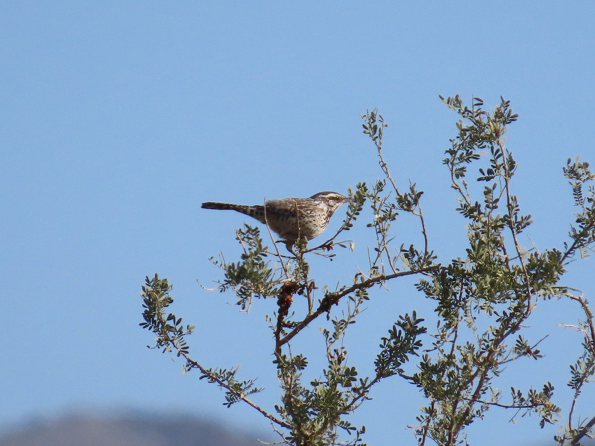 Cactus Wren - ML650463630