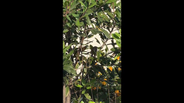 White-crowned Sparrow - ML650463669