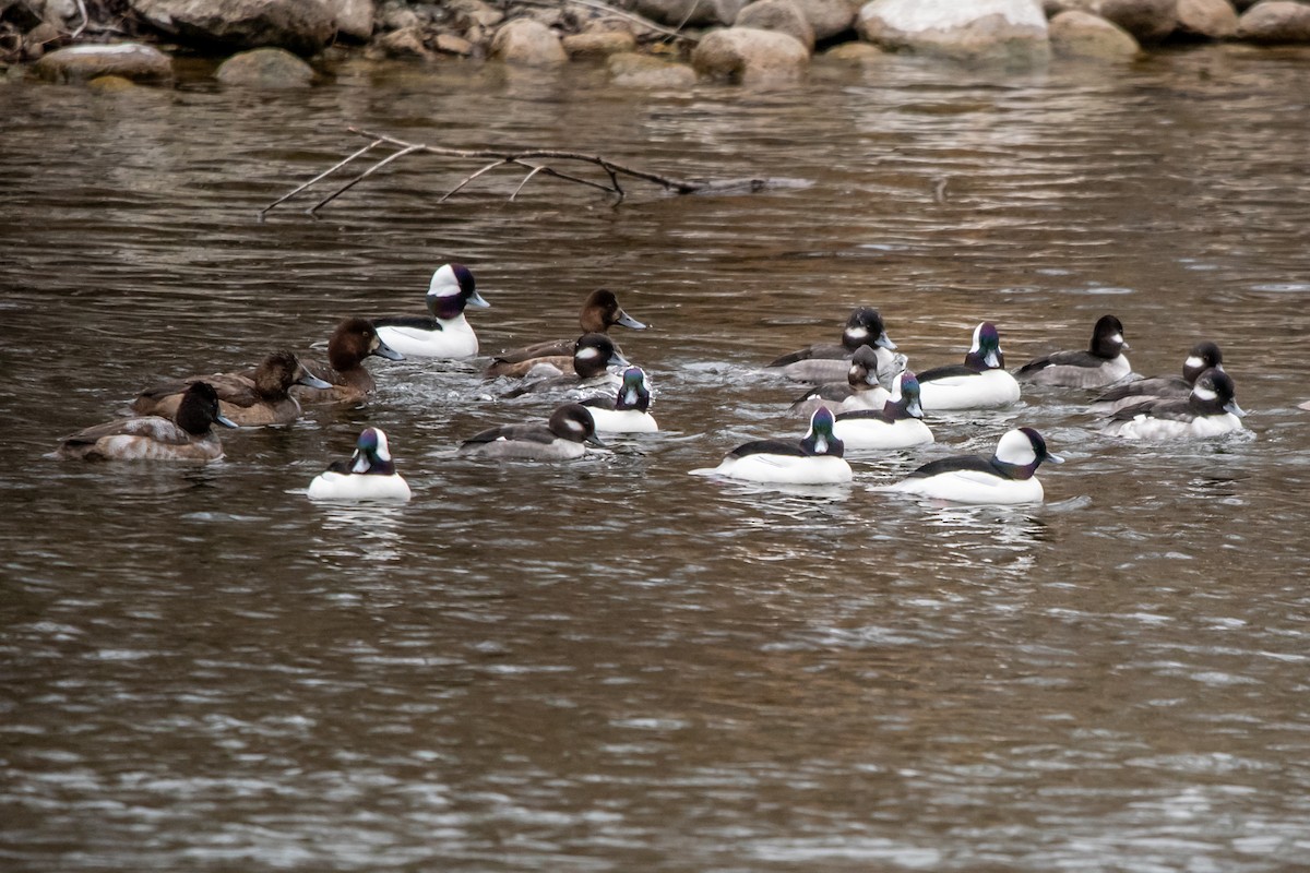 bøffeland - ML650463779