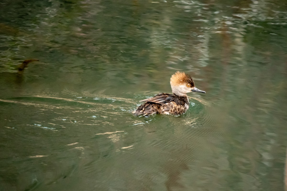 hjelmfiskand - ML650463823