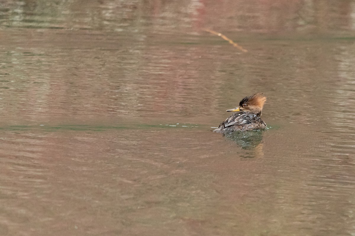 hjelmfiskand - ML650463825