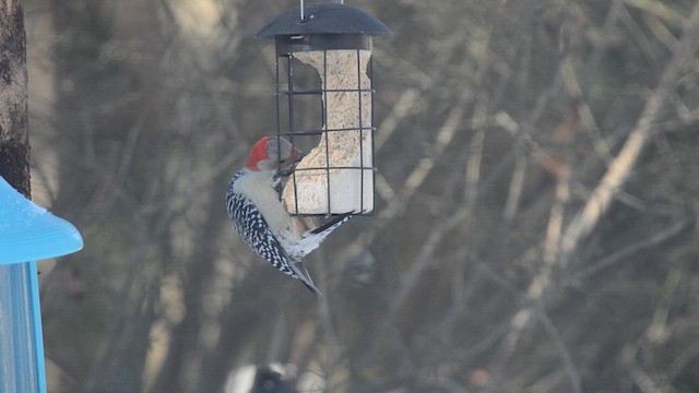 Carpintero de Carolina - ML650463842