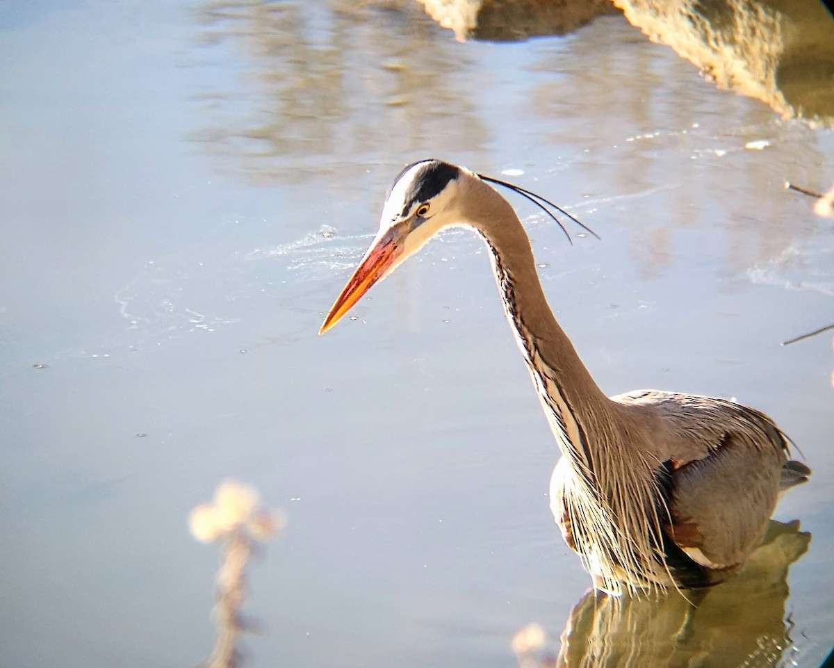 אנפה אמריקנית - ML650464054