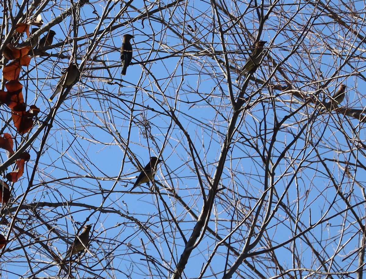 Sedir İpekkuyruğu - ML650464081