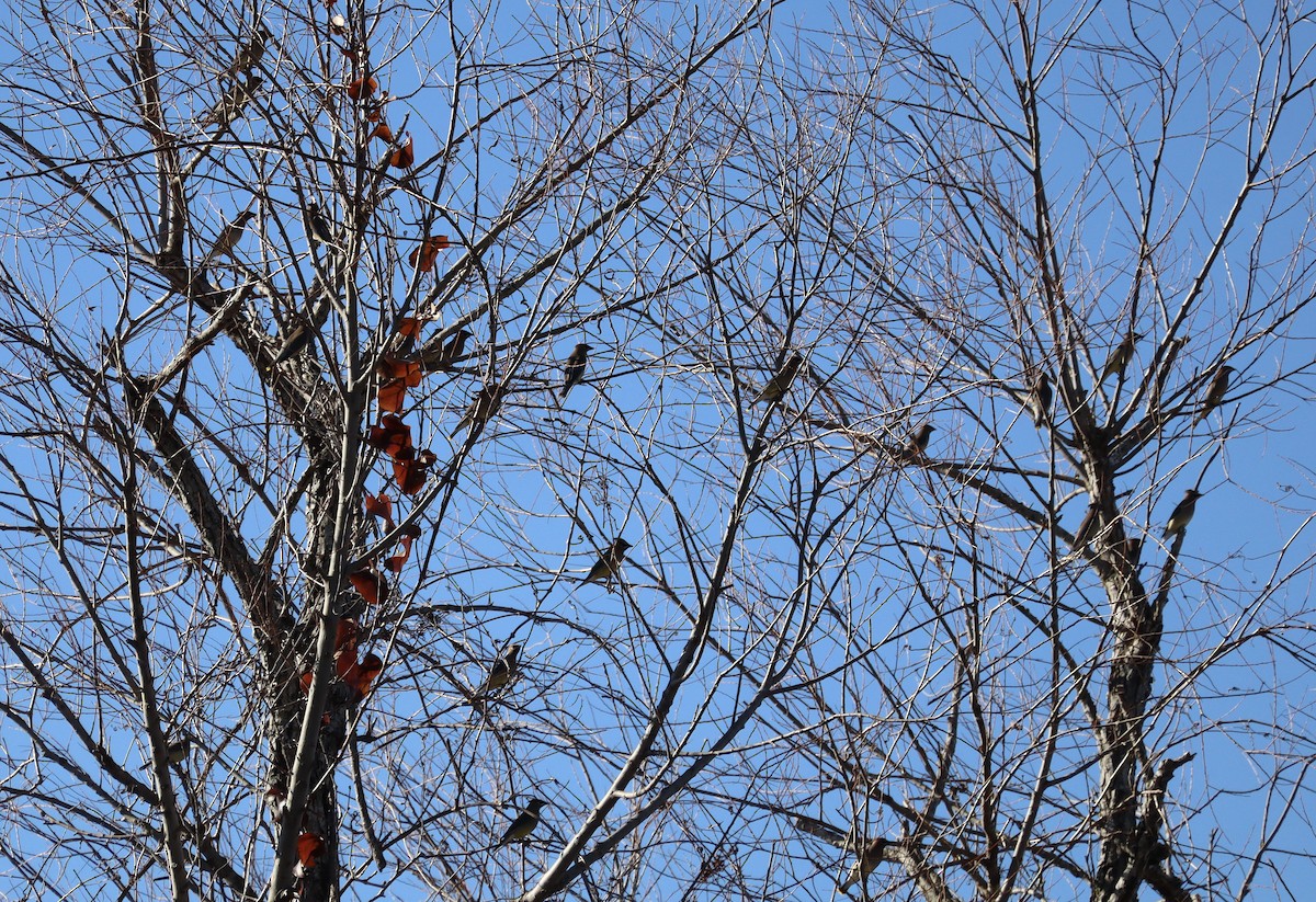 Sedir İpekkuyruğu - ML650464082