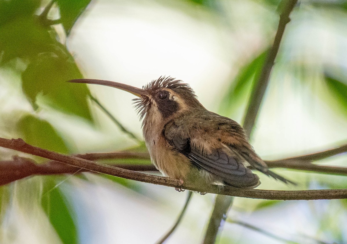 Stripe-throated Hermit - ML650464345