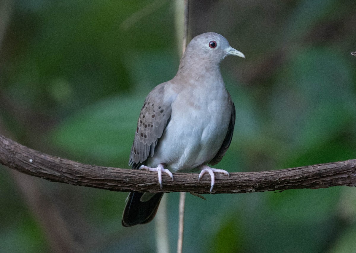 Blue Ground Dove - ML650464365