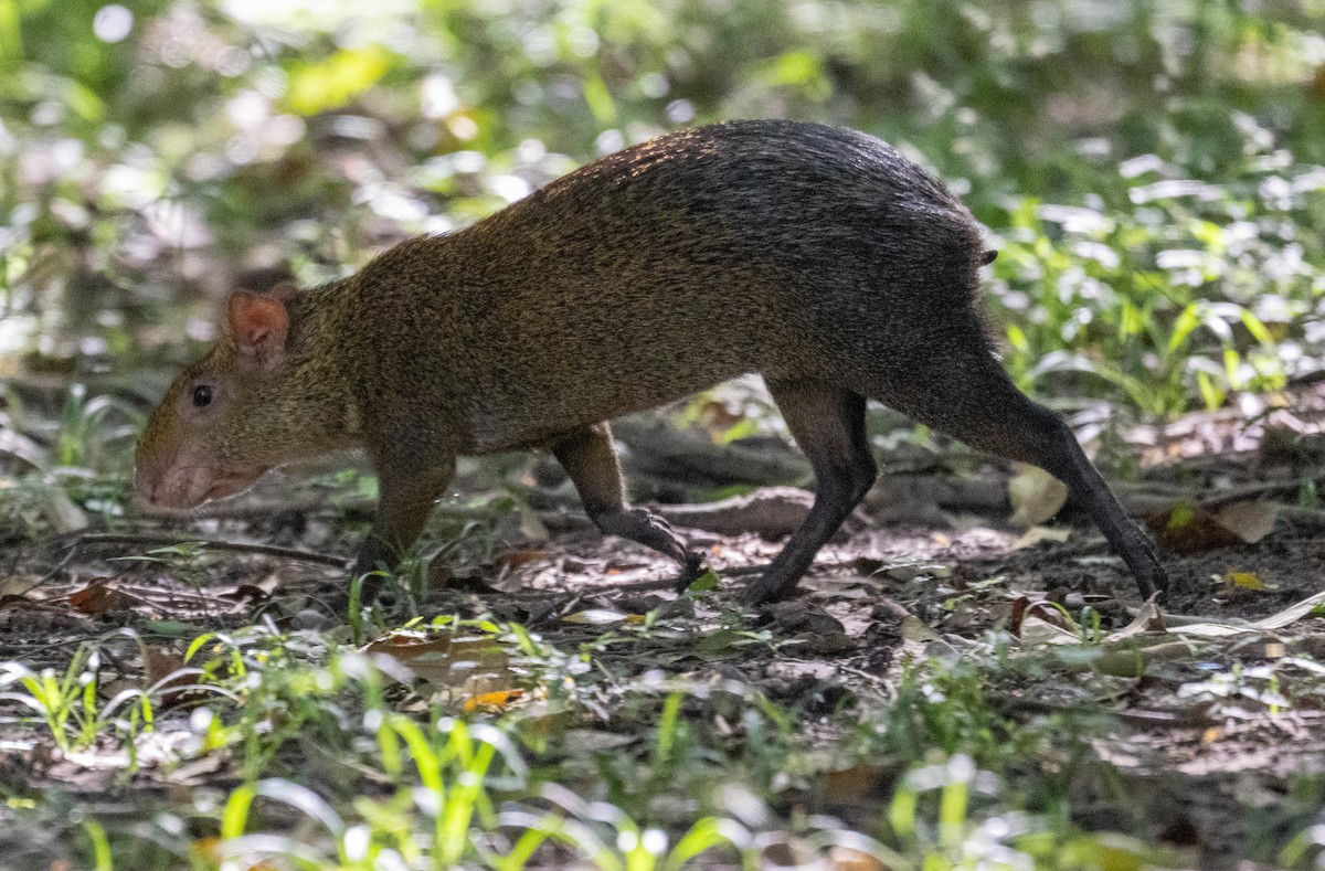 Animals - ML650464418