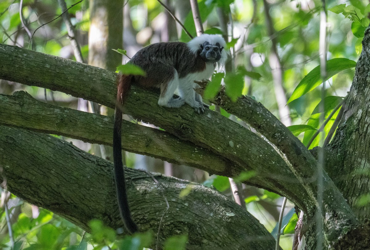 Animals - ML650464419